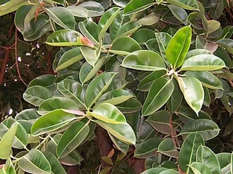 Фикус каучуконосный (Ficus elastica): полное руководство по уходу