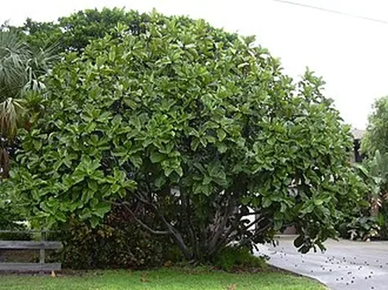 Фикус лировидный (Ficus lyrata): полное руководство по уходу