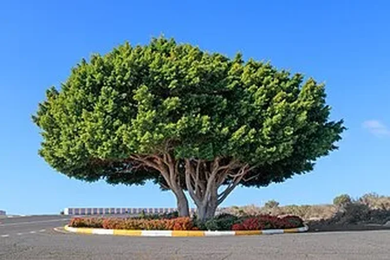 Фикус микрокарпа (Ficus microcarpa): полное руководство по уходу