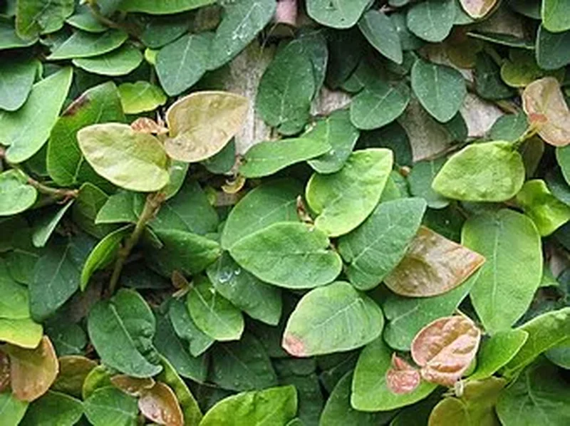 Фикус карликовый (Ficus pumila): полное руководство по уходу