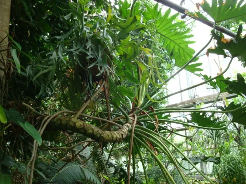 Филодендрон двуперистый (Philodendron bipinnatifidum): полное руководство по уходу