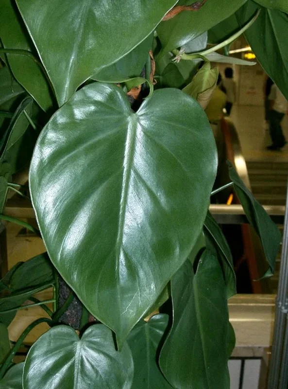 Филодендрон бразильский (Philodendron hederaceum 'Brasil'): полное руководство по уходу