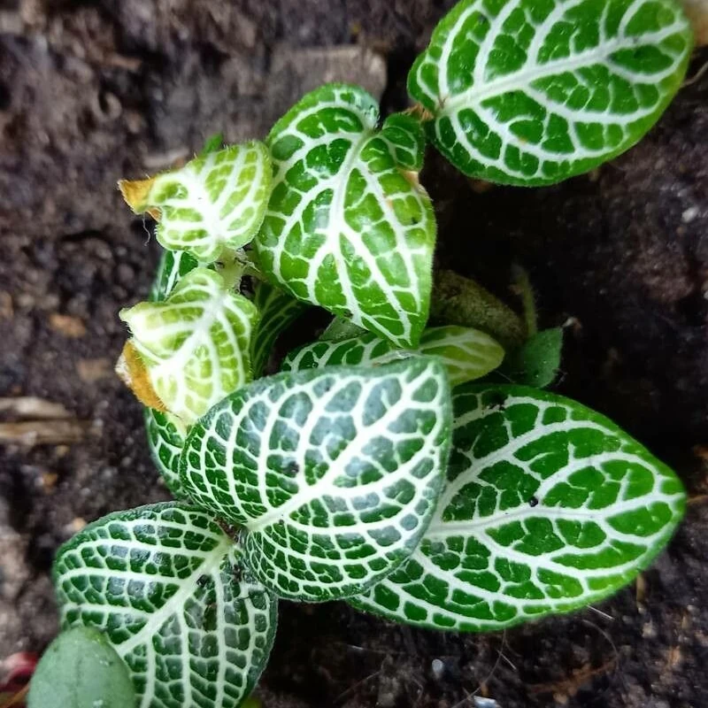 Фиттония (Fittonia verschaffeltii): полное руководство по уходу