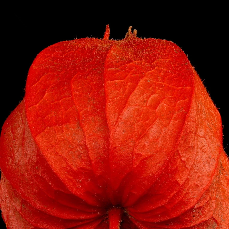 Физалис (Physalis alkekengi): полное руководство по уходу