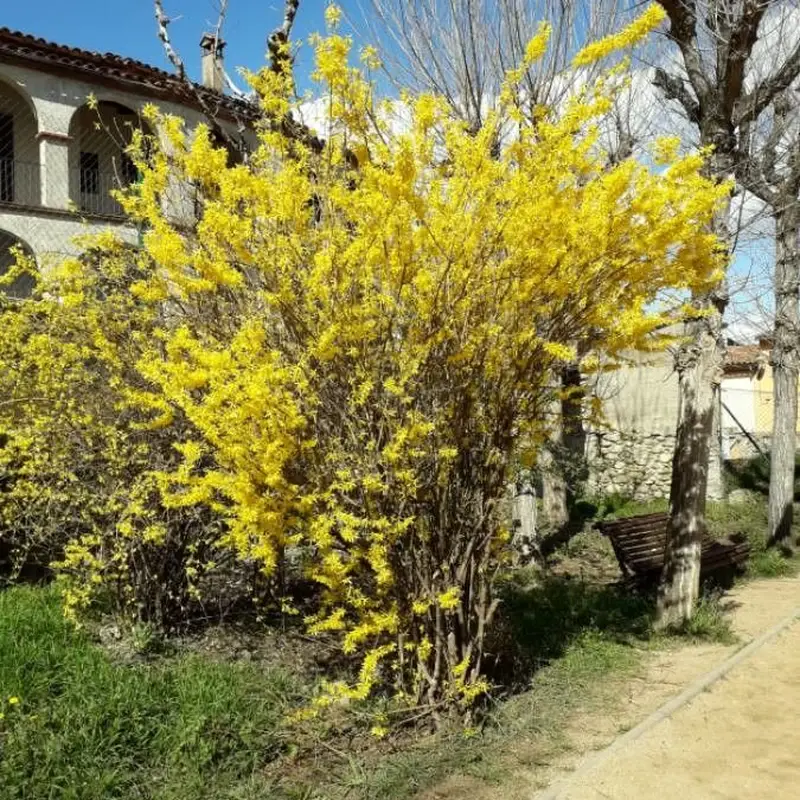 Форзиция (Forsythia): полное руководство по уходу