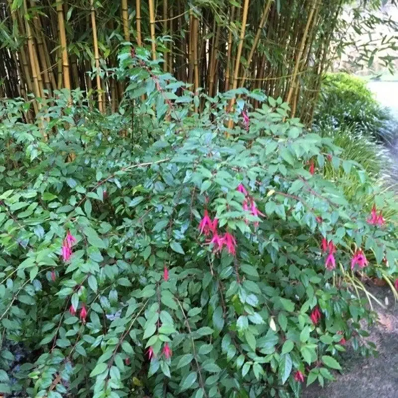 Фуксия (Fuchsia): полное руководство по уходу