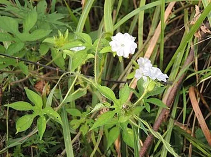 Функия (hosta_sad): полное руководство по уходу