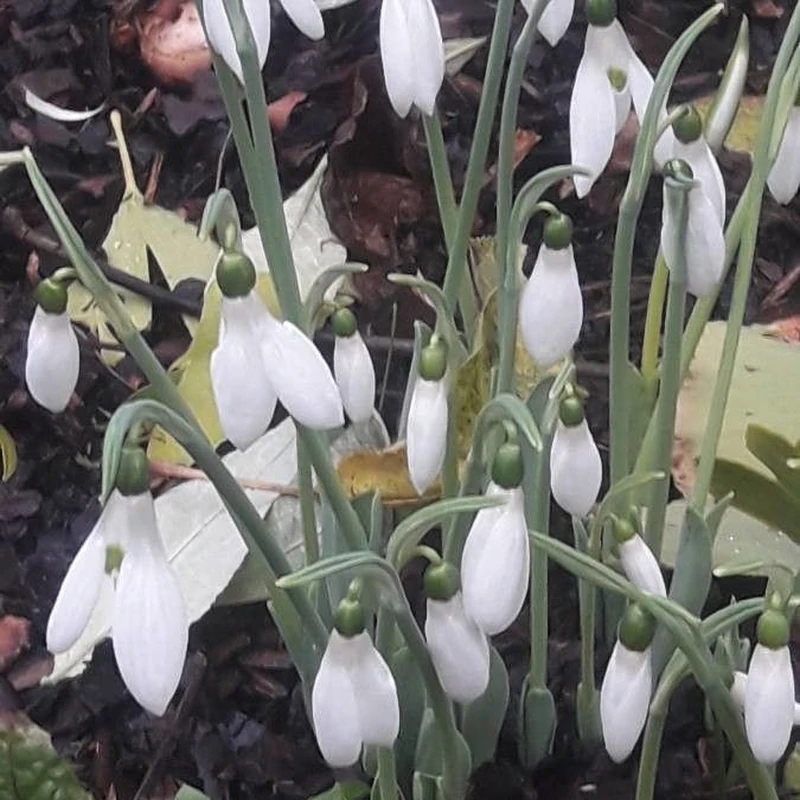 Галантус (Galanthus): полное руководство по уходу