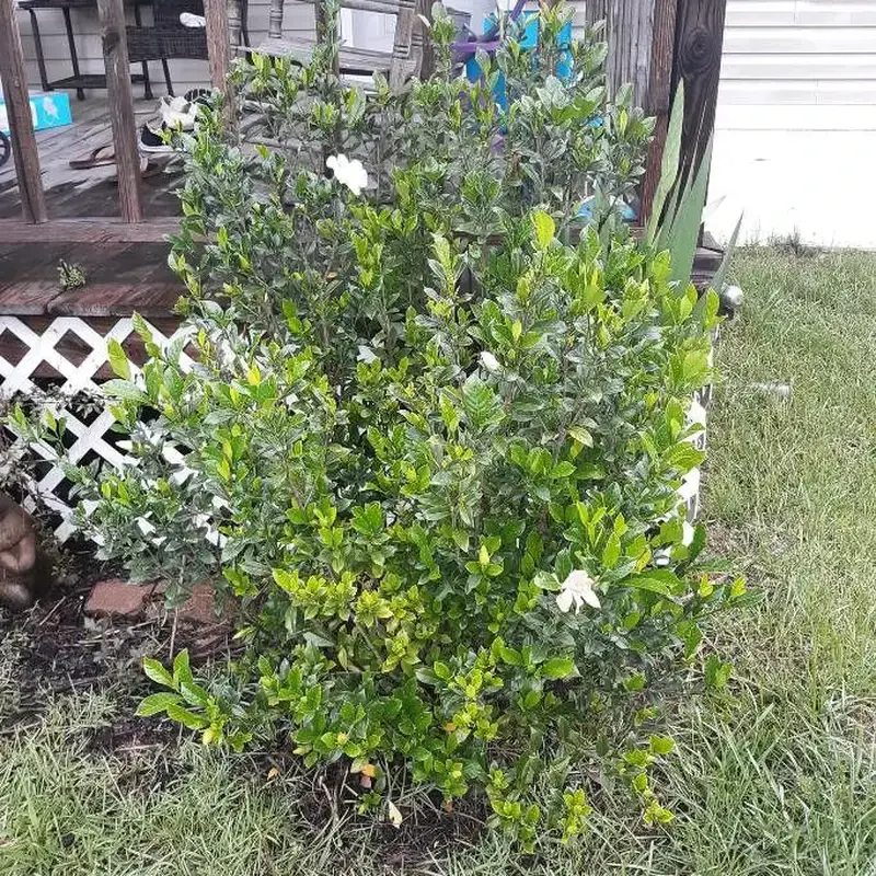 Гардения таитянская (Gardenia taitensis): полное руководство по уходу