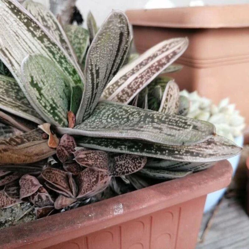 Гастерия (Gasteria): полное руководство по уходу