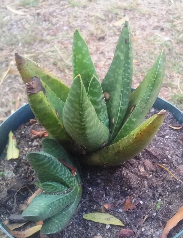 Гастерия бородавчатая (Gasteria verrucosa): полное руководство по уходу