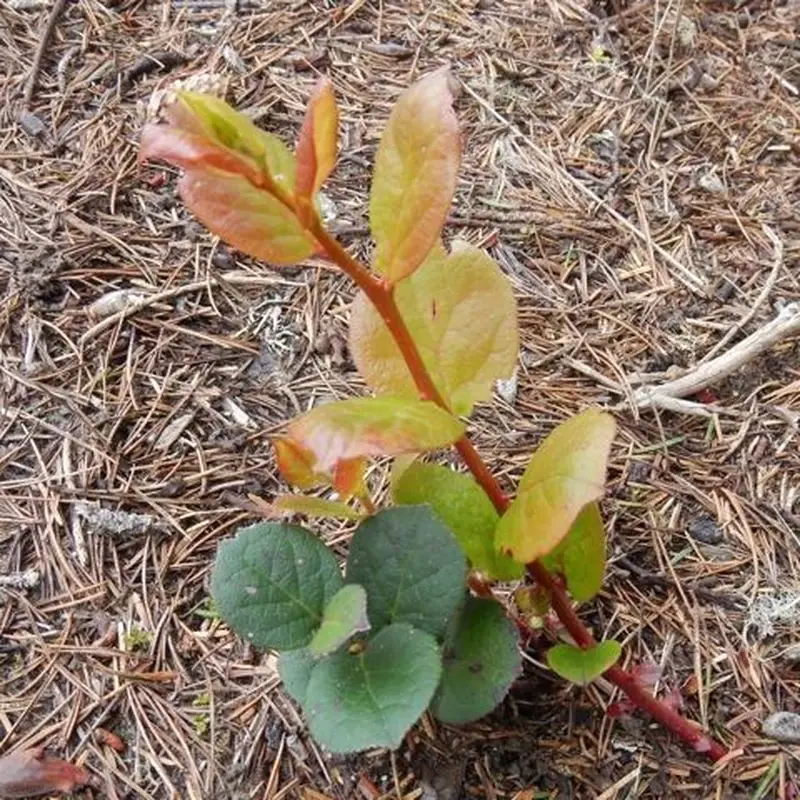 аултерия (Gaultheria): полное руководство по уходу