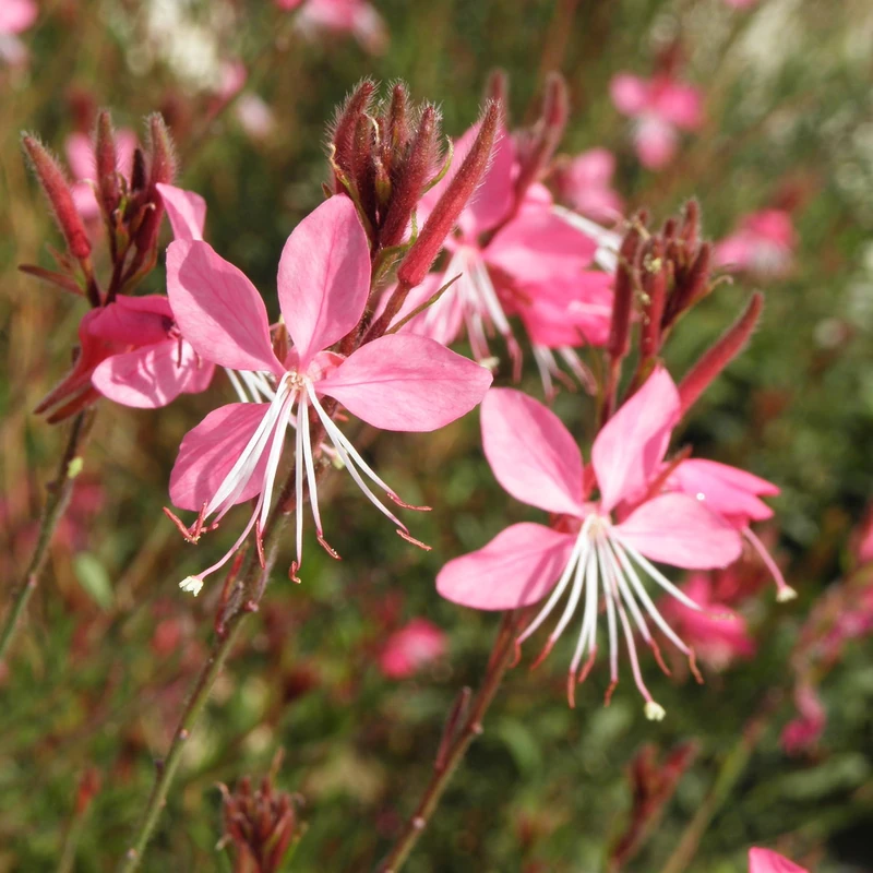 Гаура (Gaura lindheimeri): полное руководство по уходу