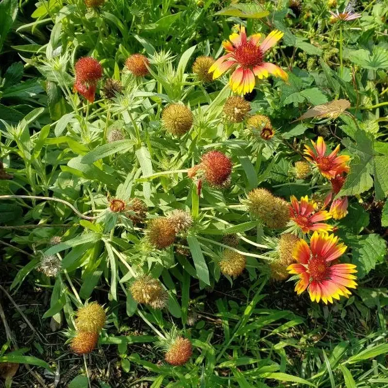 Гайлардия (Gaillardia): полное руководство по уходу