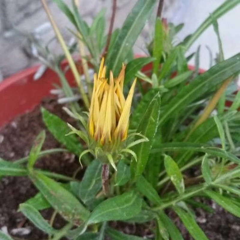 Газания гибридная (Gazania rigens): полное руководство по уходу