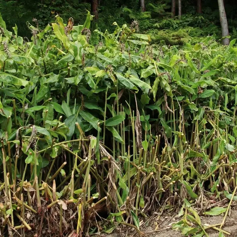 Гедихиум (Hedychium): полное руководство по уходу