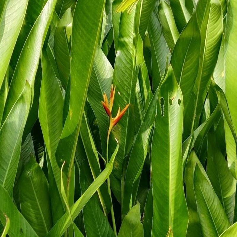 Геликония попугайная (Heliconia psittacorum): полное руководство по уходу