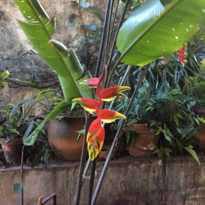 Геликония (Heliconia rostrata): полное руководство по уходу