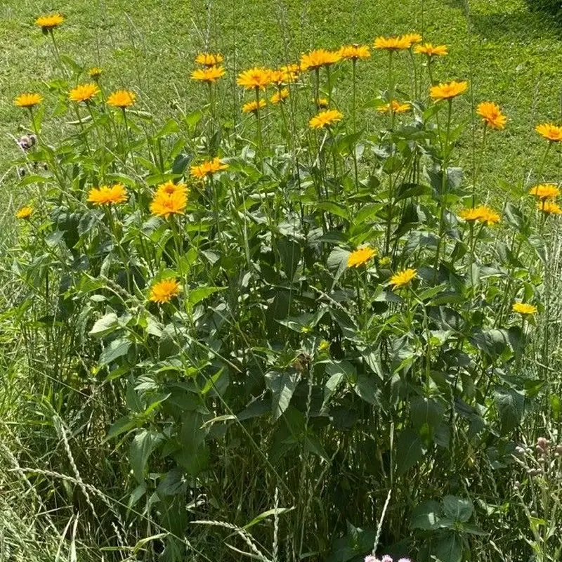 Гелиопсис подсолнечниковый (Heliopsis helianthoides): полное руководство по уходу