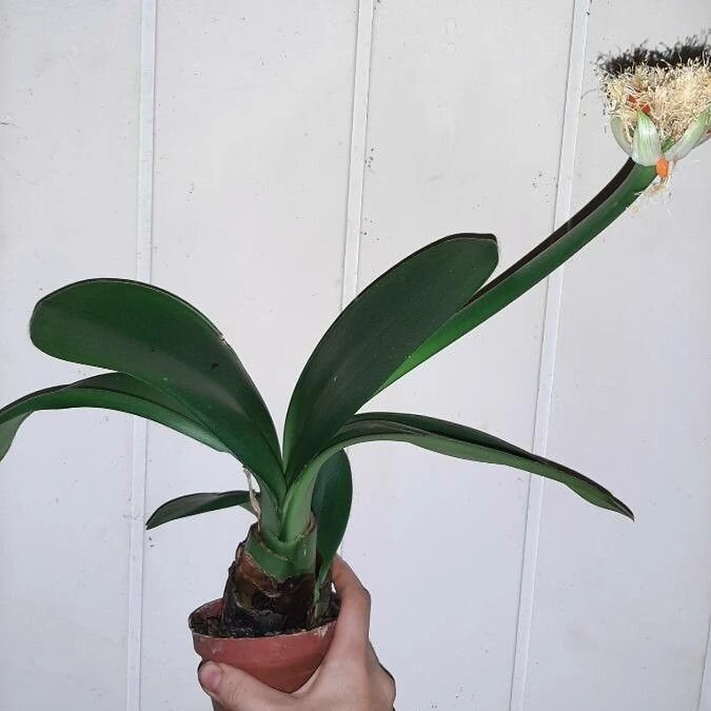 Гемантус белоцветковый (Haemanthus albiflos): полное руководство по уходу