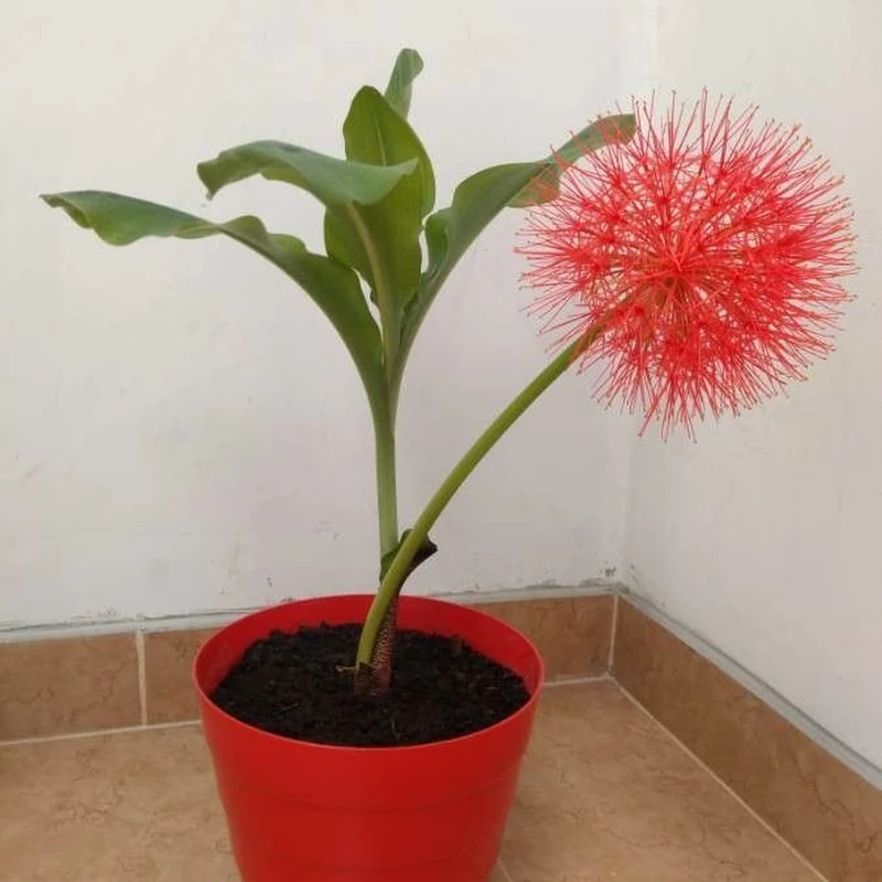 Гемантус (Haemanthus): полное руководство по уходу