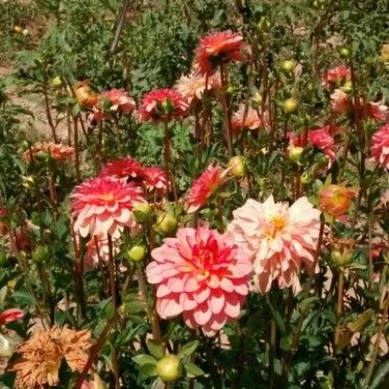 Георгина культурная (Dahlia variabilis): полное руководство по уходу