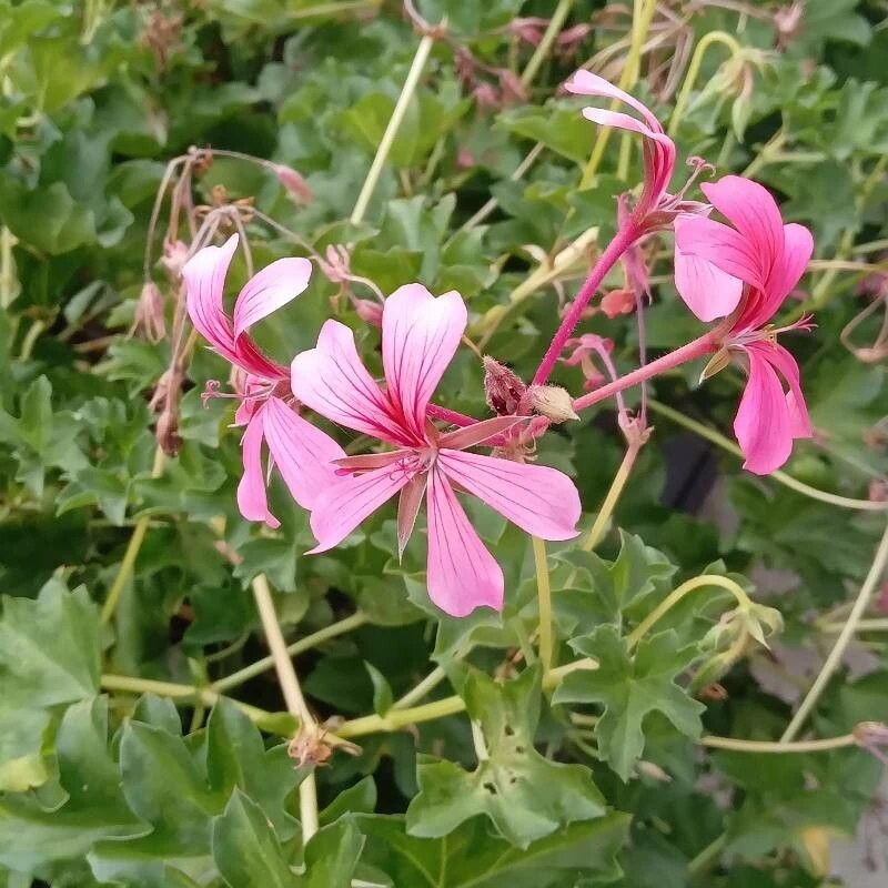 Герань ампельная (Pelargonium peltatum): полное руководство по уходу