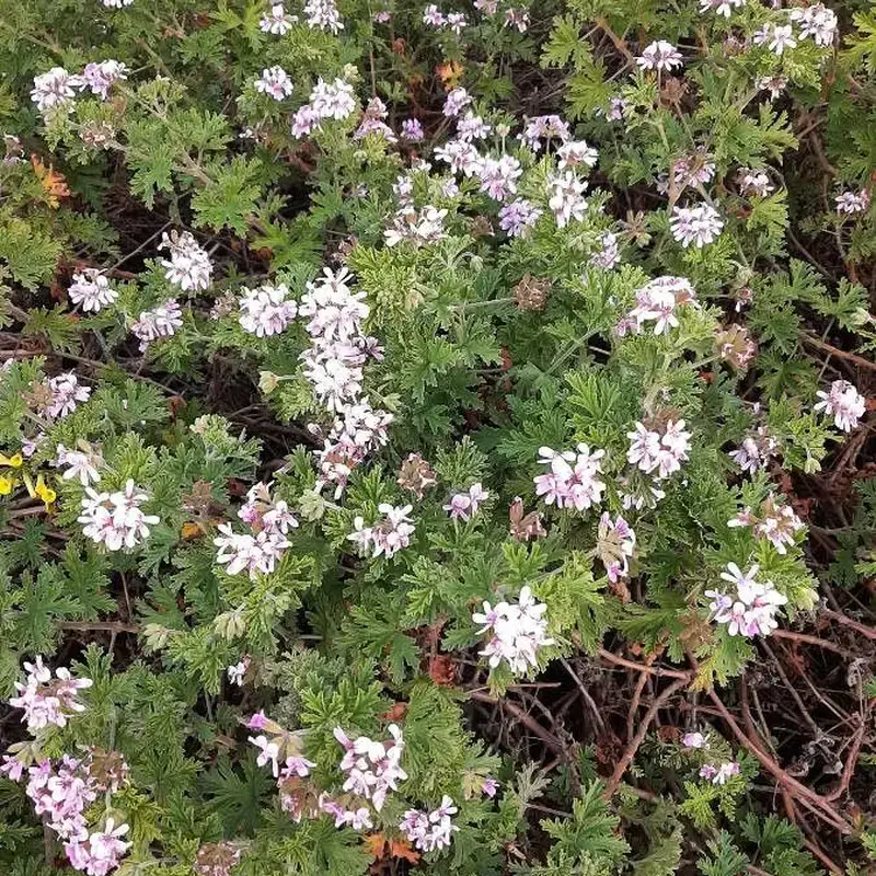 Герань душистая (Pelargonium graveolens): полное руководство по уходу