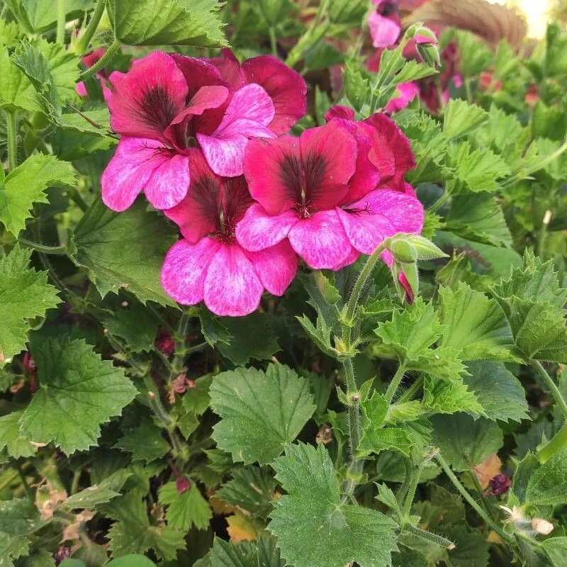 Герань королевская (Pelargonium grandiflorum): полное руководство по уходу