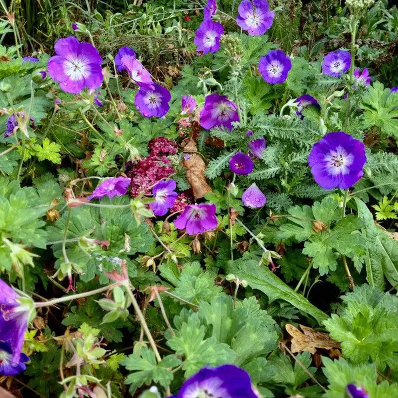 Герань лесная (Geranium sylvaticum): полное руководство по уходу