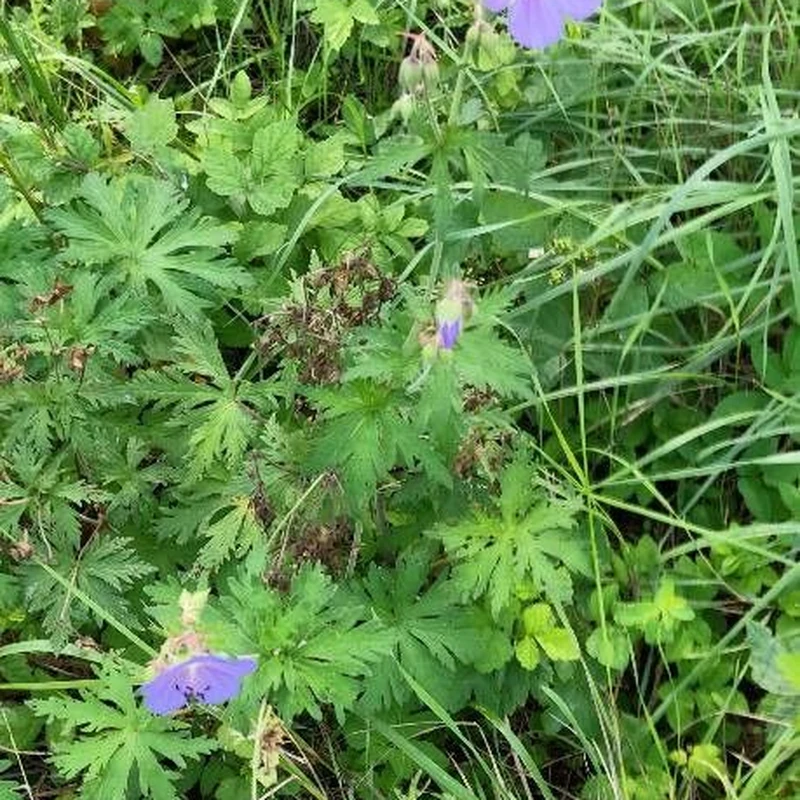 Герань Луговая (Geranium pratense): полное руководство по уходу