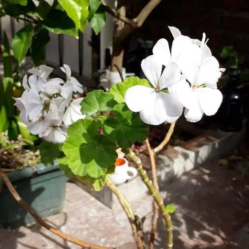 Герань зональная (Pelargonium zonale): полное руководство по уходу
