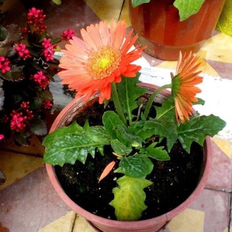 Гербера (Gerbera): полное руководство по уходу