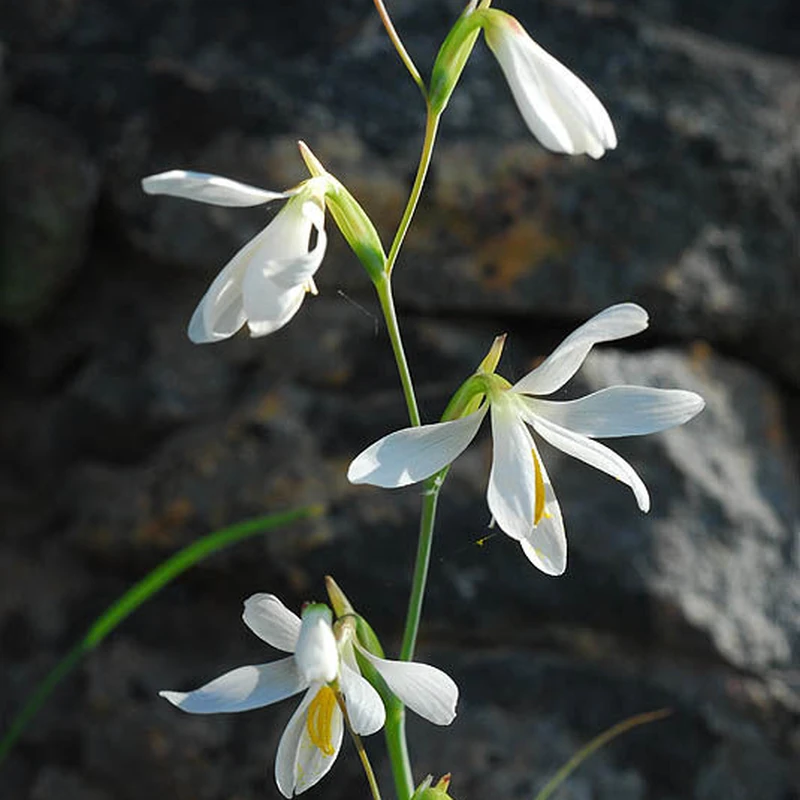 Гесперанта (Hesperantha): полное руководство по уходу