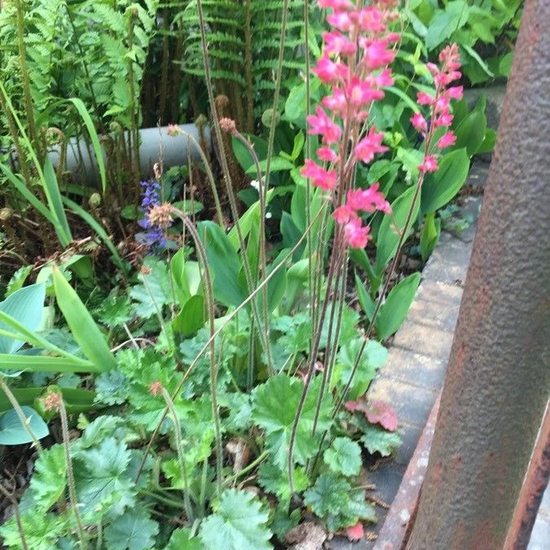 Гейхера кроваво-красная (Heuchera sanguinea): полное руководство по уходу