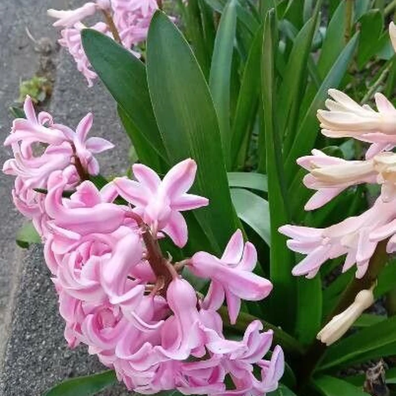 Гиацинт (Hyacinthus orientalis): полное руководство по уходу