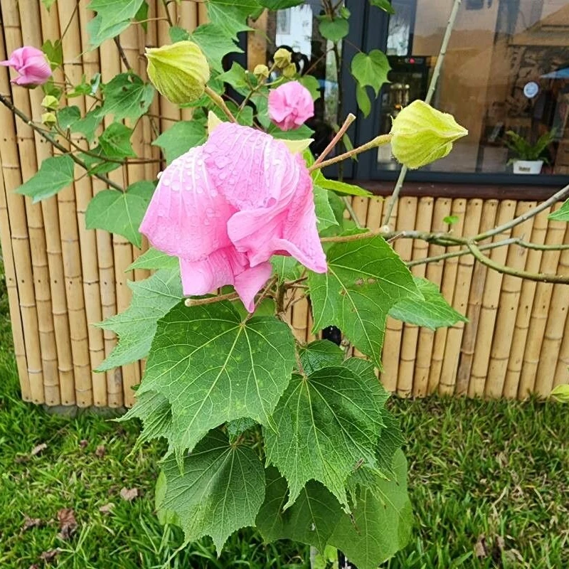 Гибискус изменчивый (Hibiscus mutabilis): полное руководство по уходу