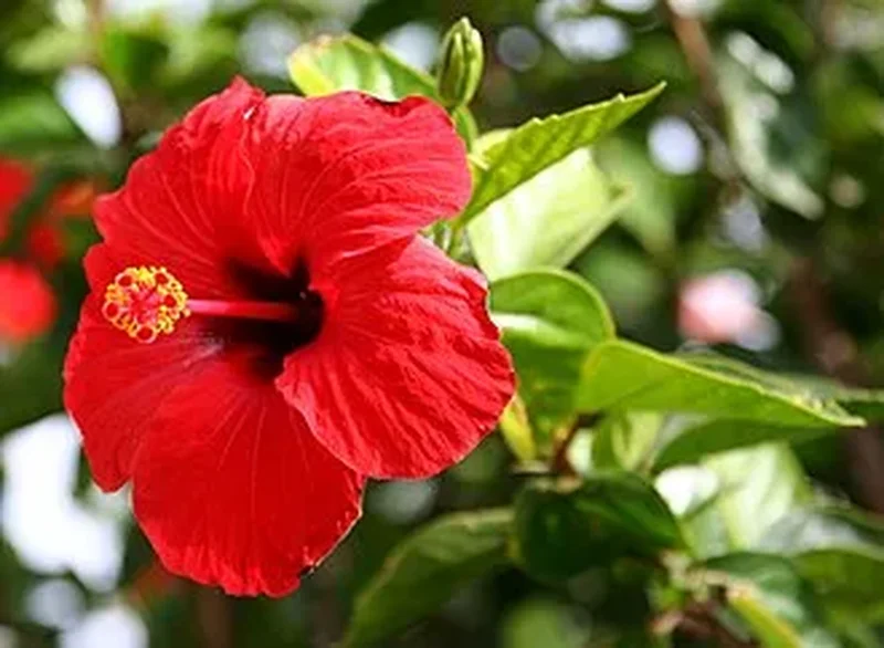 Гибискус махровый (Hibiscus rosa-sinensis fl.pl.): полное руководство по уходу