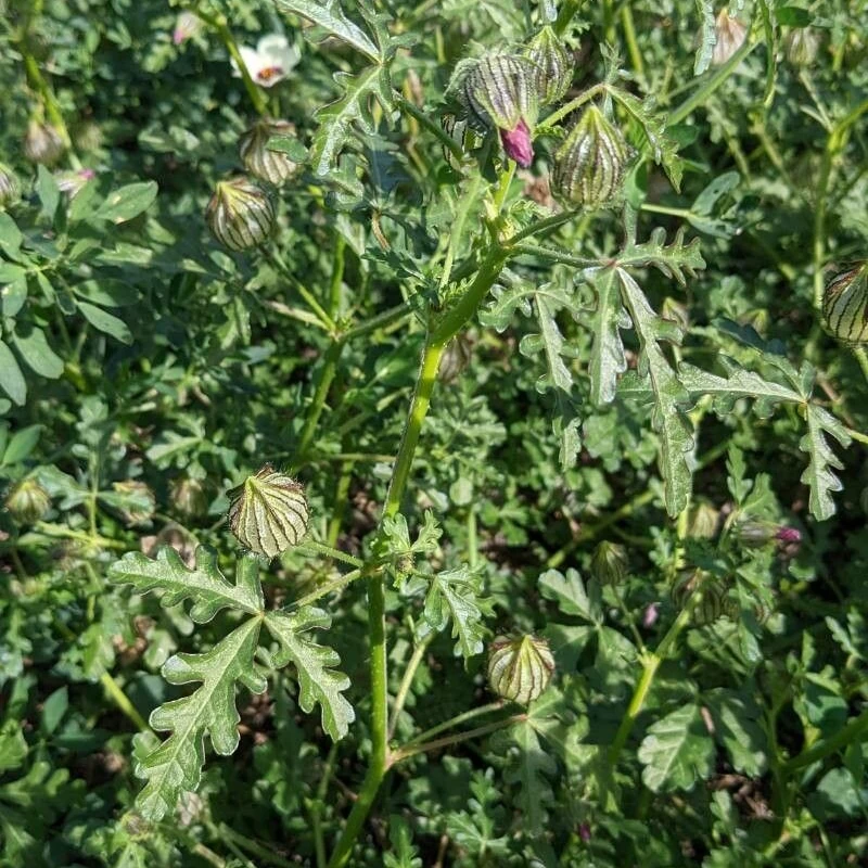 Гибискус тройчатый (Hibiscus trionum): полное руководство по уходу