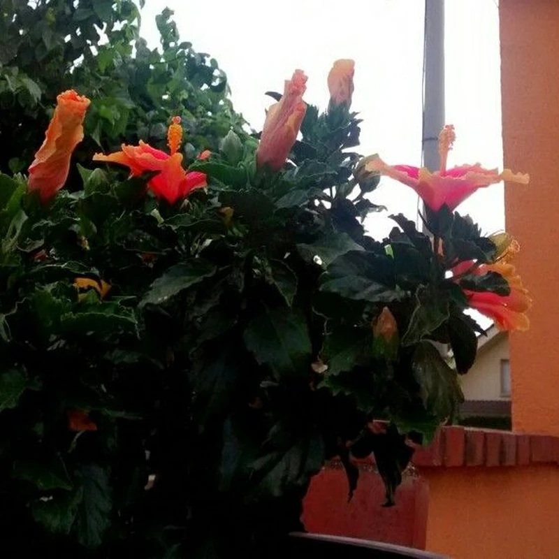Гибискус (Hibiscus rosa-sinensis): полное руководство по уходу