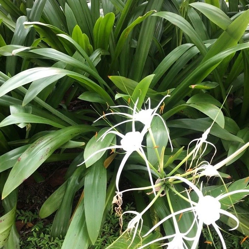 Гименокаллис (Hymenocallis): полное руководство по уходу