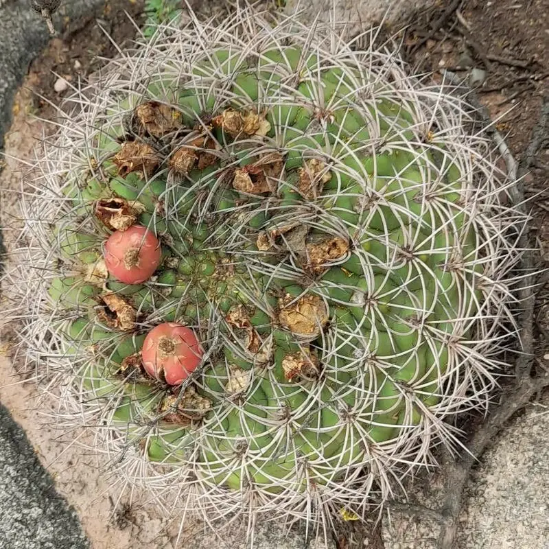 Гимнокалициум (Gymnocalycium): полное руководство по уходу