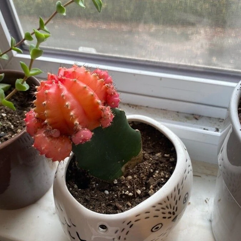Гимнокалициум Михановича (Gymnocalycium mihanovichii): полное руководство по уходу