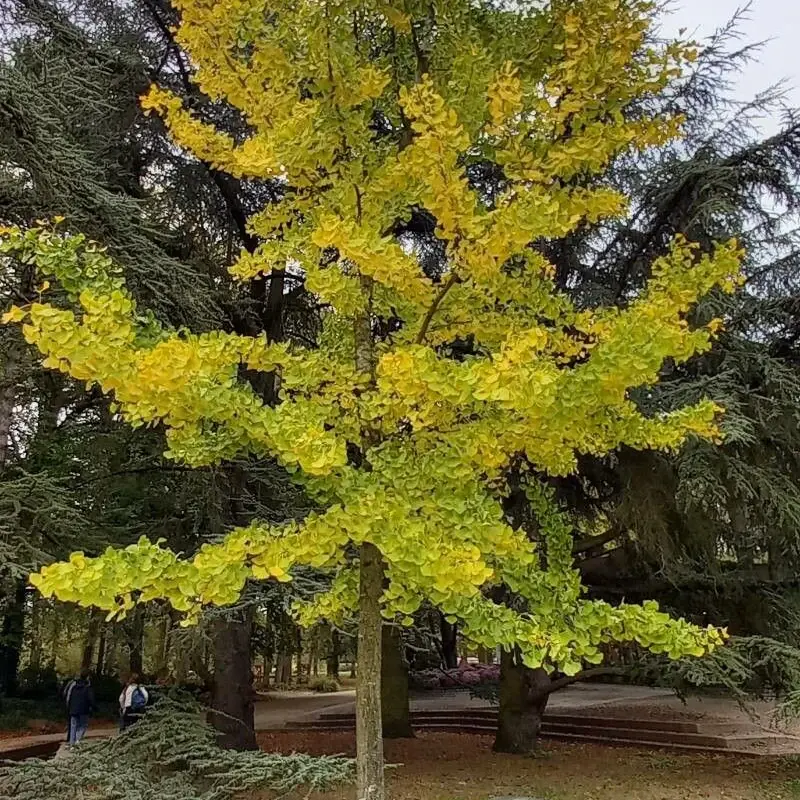 Гинкго билоба (Ginkgo biloba): полное руководство по уходу