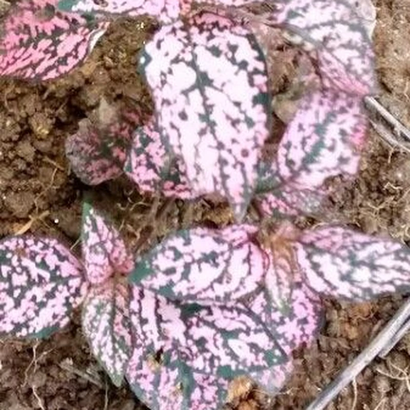 Гипоэстес (Hypoestes phyllostachya): полное руководство по уходу