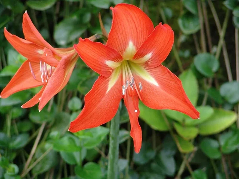 Гиппеаструм гибридный (Hippeastrum hybridum): полное руководство по уходу