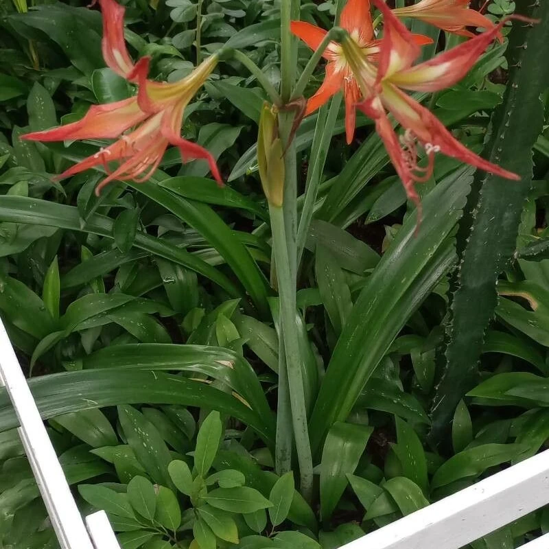 Гиппеаструм красный (Hippeastrum striatum): полное руководство по уходу
