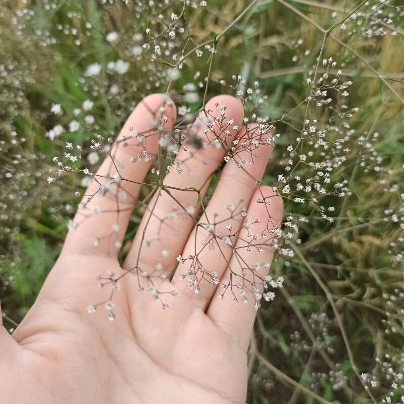 Гипсофила метельчатая (Gypsophila paniculata): полное руководство по уходу