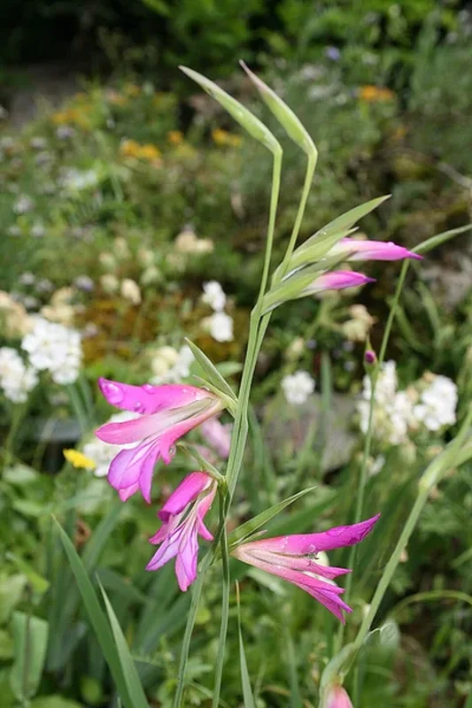 Гладиолус гибридный (Gladiolus hybridus): полное руководство по уходу