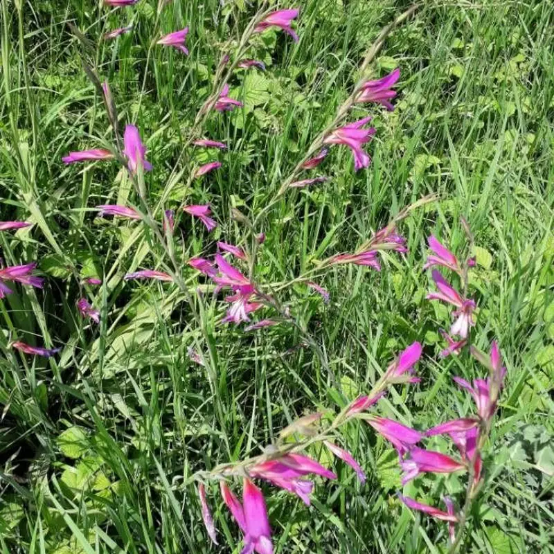 Гладиолус (Gladiolus): полное руководство по уходу